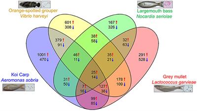 Comparative Study of Immune Reaction Against Bacterial Infection From Transcriptome Analysis